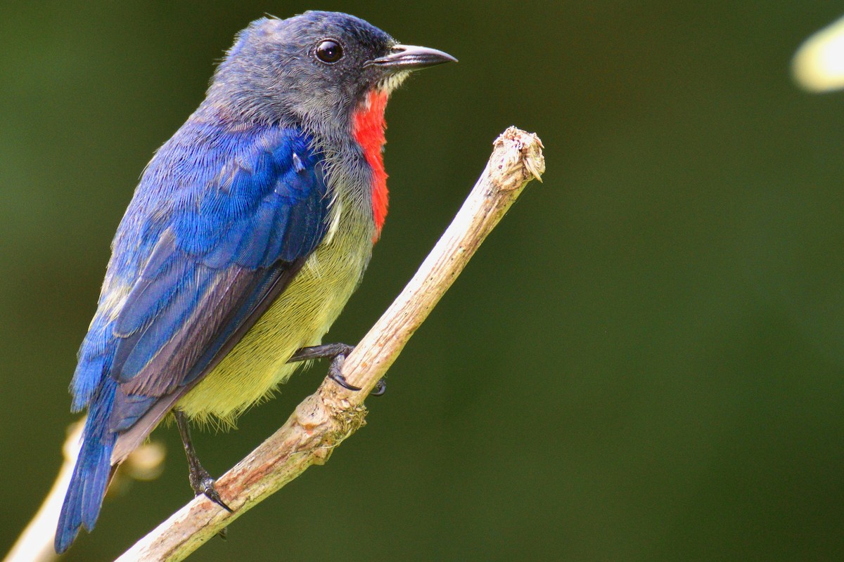 Black-sided Flowerpecker - ML125908641