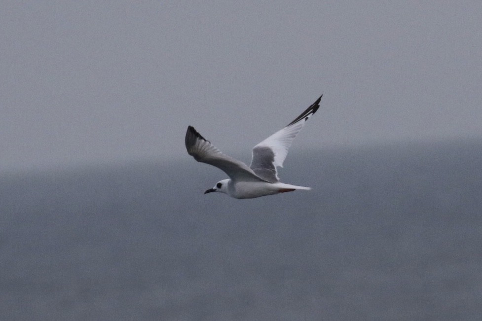 Swallow-tailed Gull - ML125908791