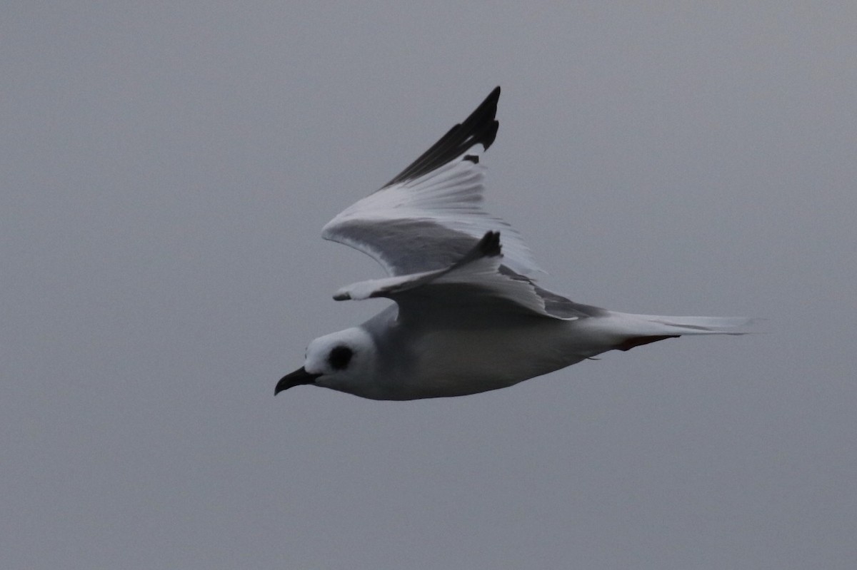 Swallow-tailed Gull - ML125908801
