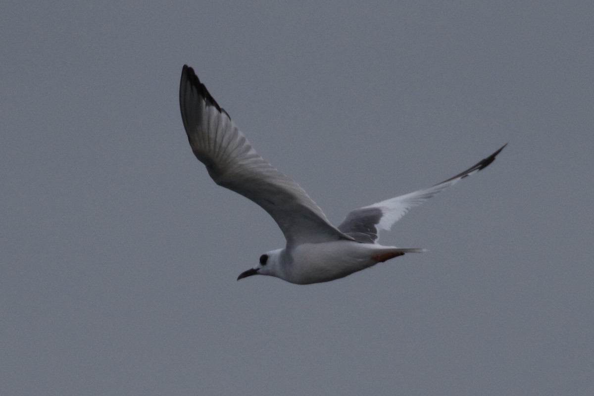 Swallow-tailed Gull - Arnold Skei