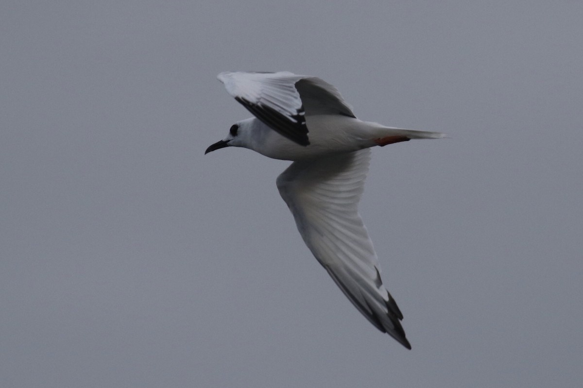 Swallow-tailed Gull - ML125908821