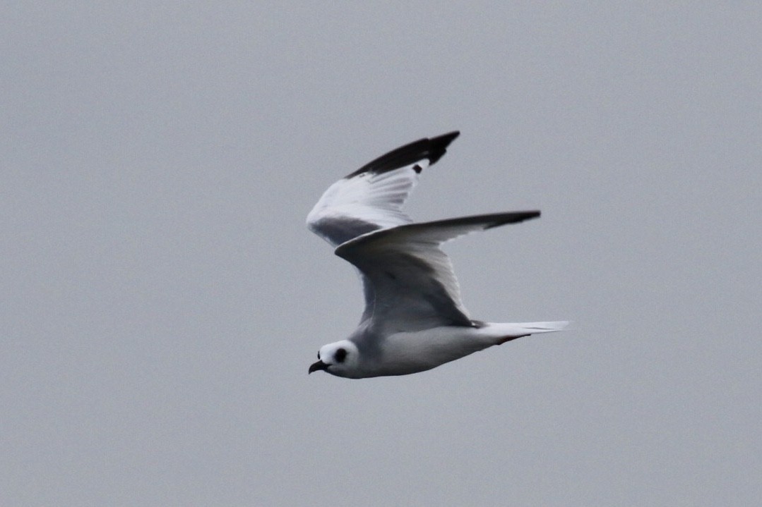 Swallow-tailed Gull - ML125908831