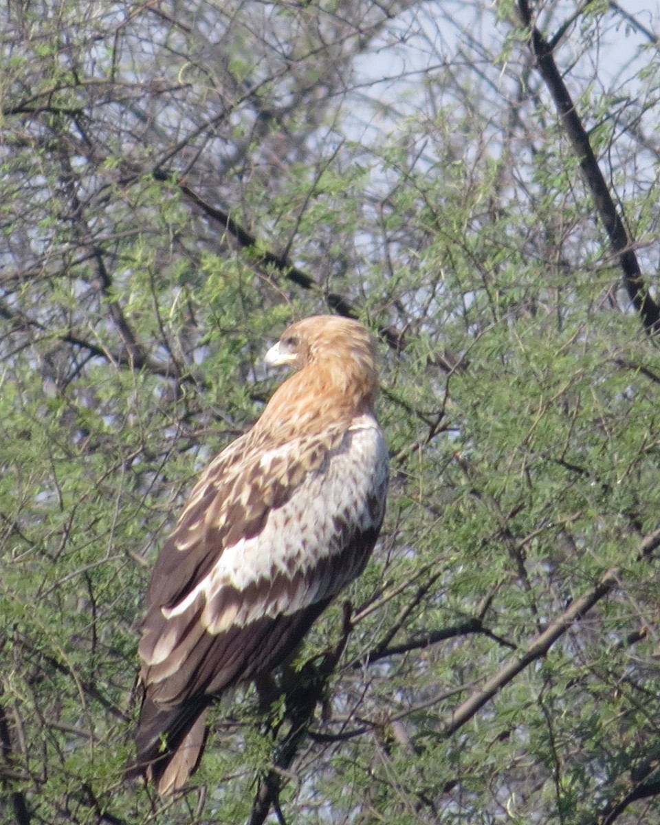 Greater Spotted Eagle - Carol Beardmore