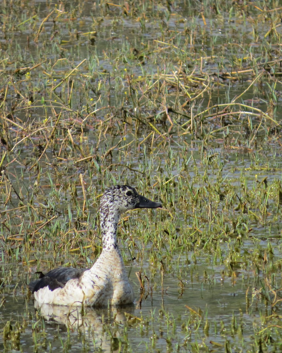 Knob-billed Duck - ML125910241