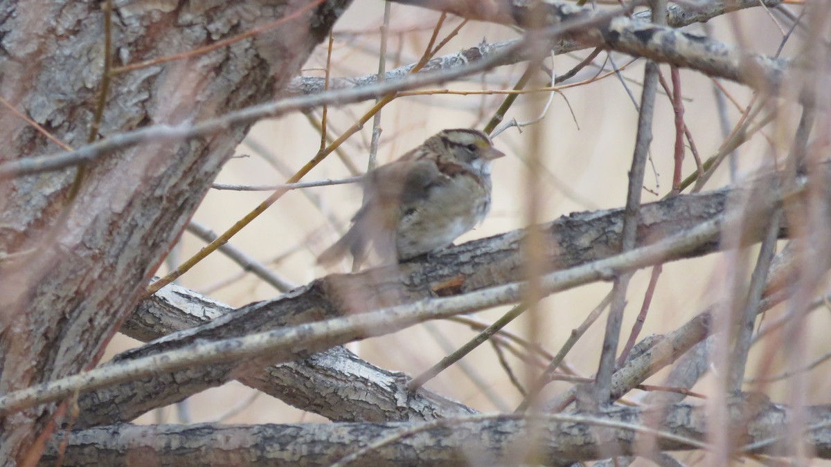 Ak Boğazlı Serçe - ML125910321