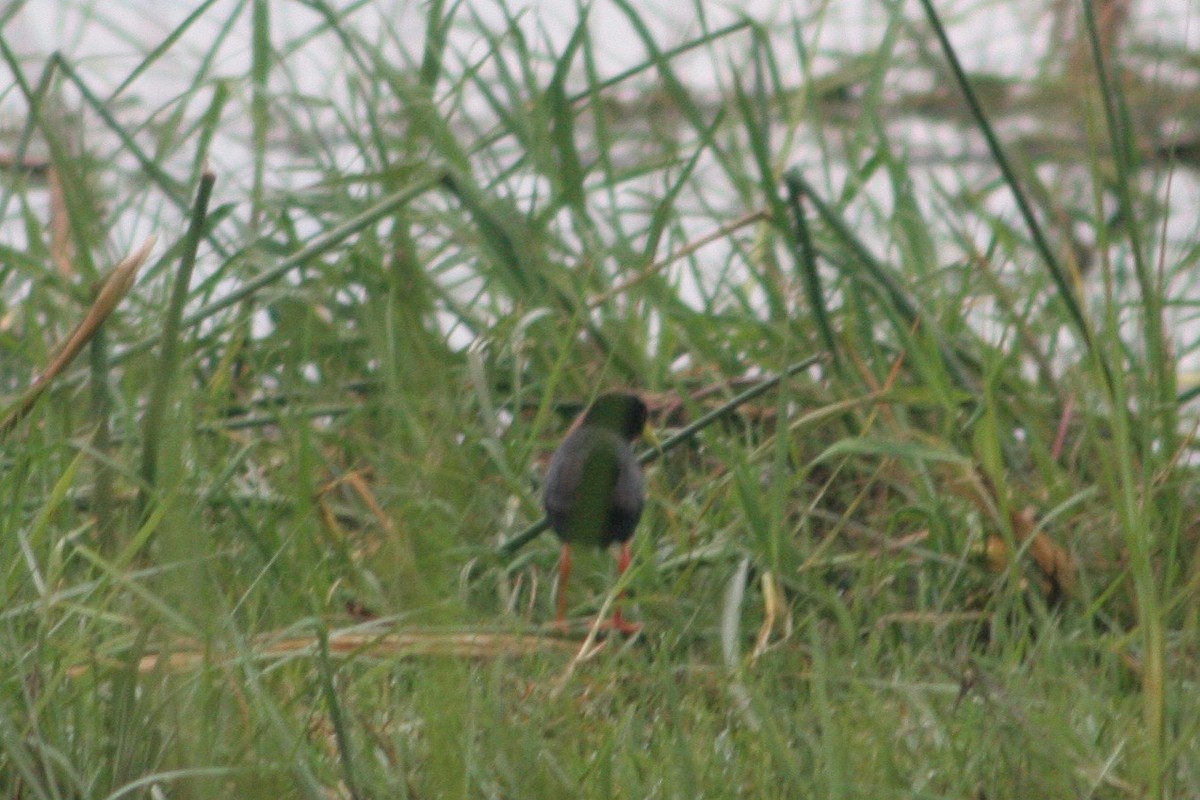 Polluela Negra Africana - ML125910841