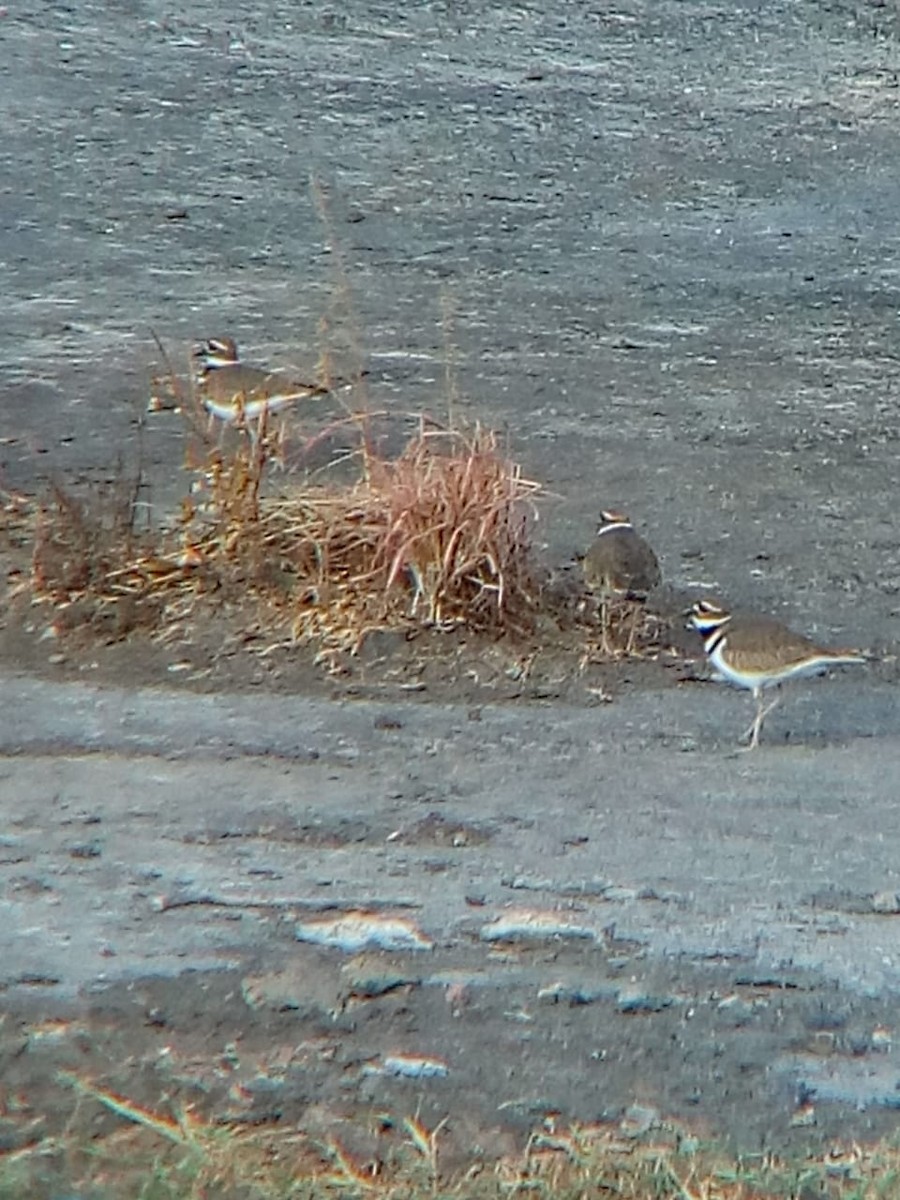 Killdeer - ML125911171