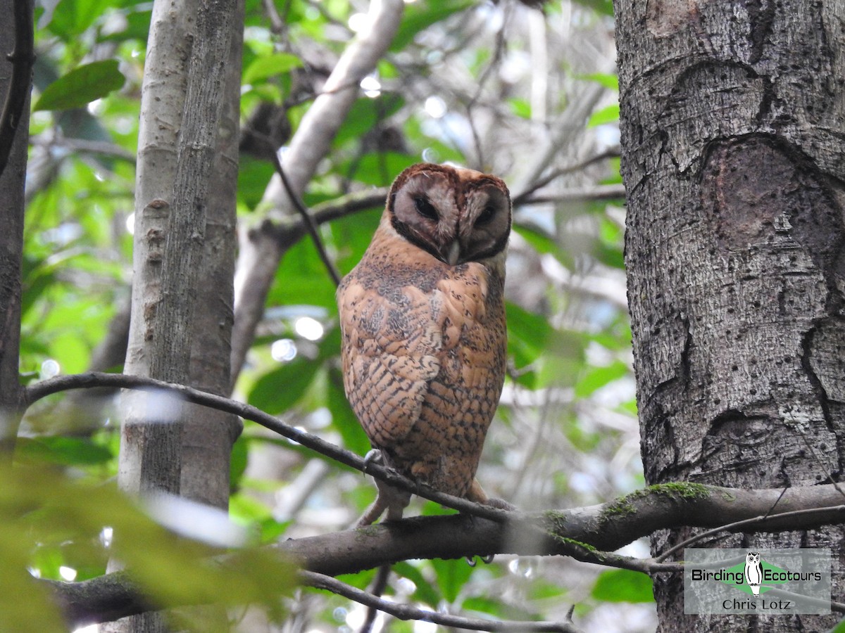 Minahasa Masked-Owl - Chris  Lotz - Birding Ecotours