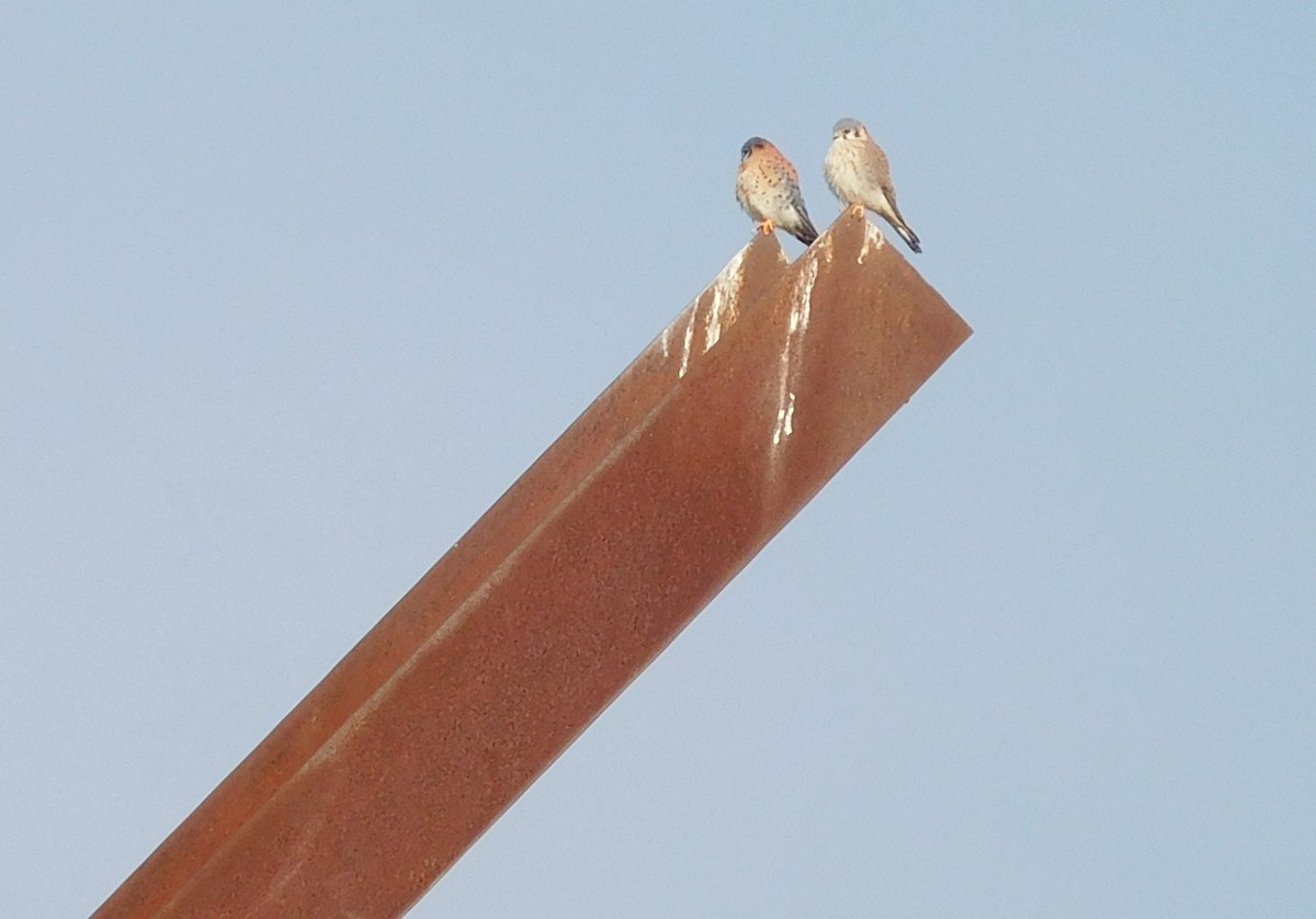 American Kestrel - ML125911941