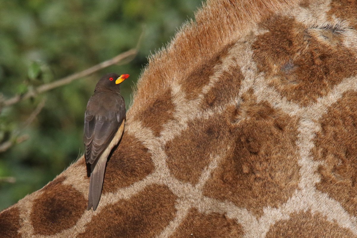 Yellow-billed Oxpecker - ML125912411