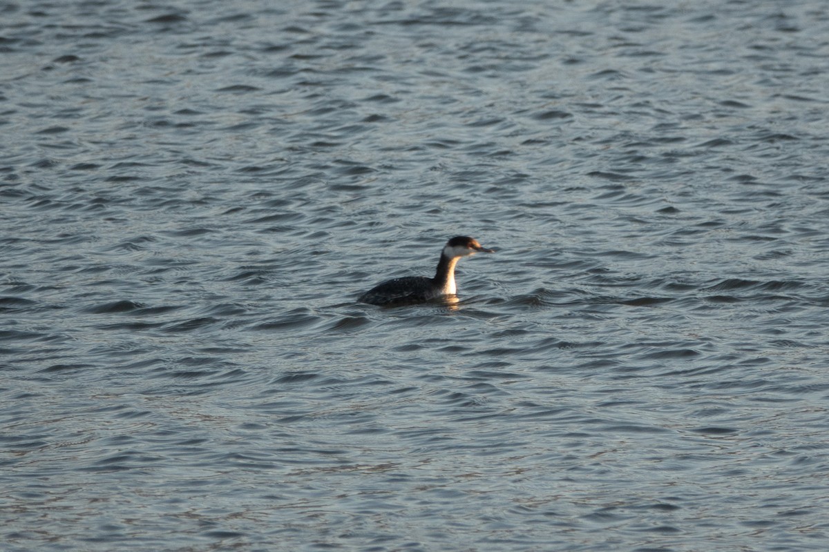 Пірникоза червоношия - ML125914541