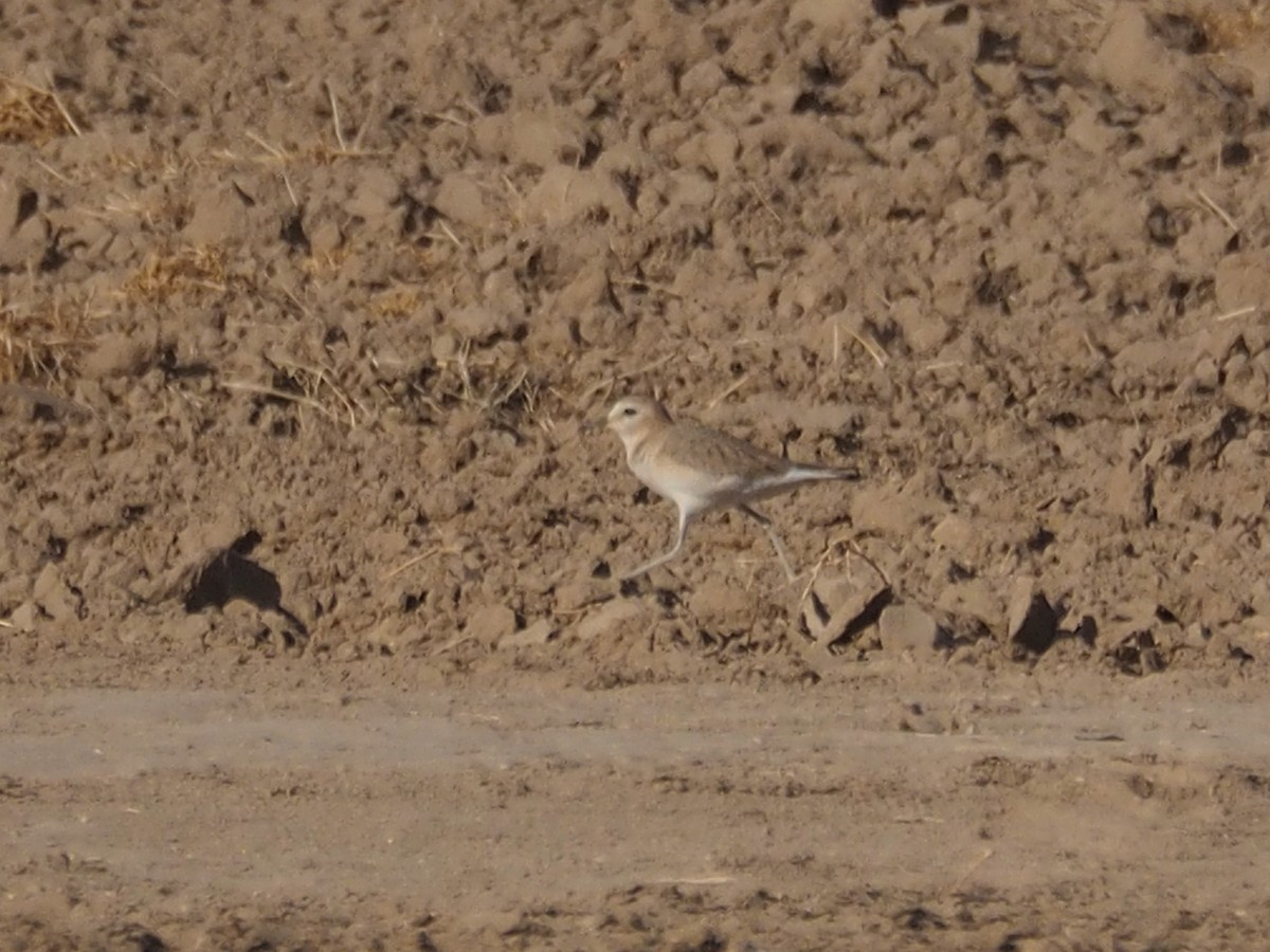 Mountain Plover - ML125914821