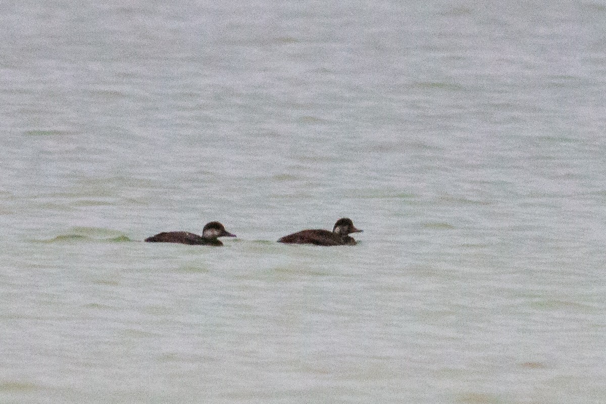 Black Scoter - ML125915771