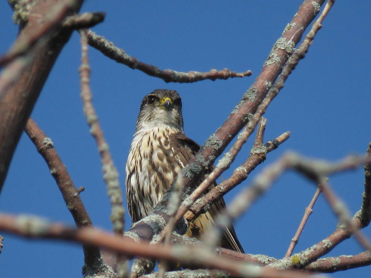 Підсоколик малий - ML125916191