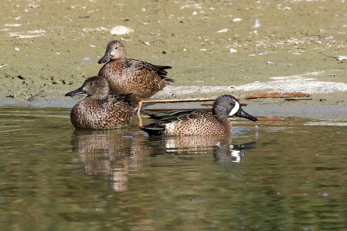 Blue-winged Teal - ML125916301