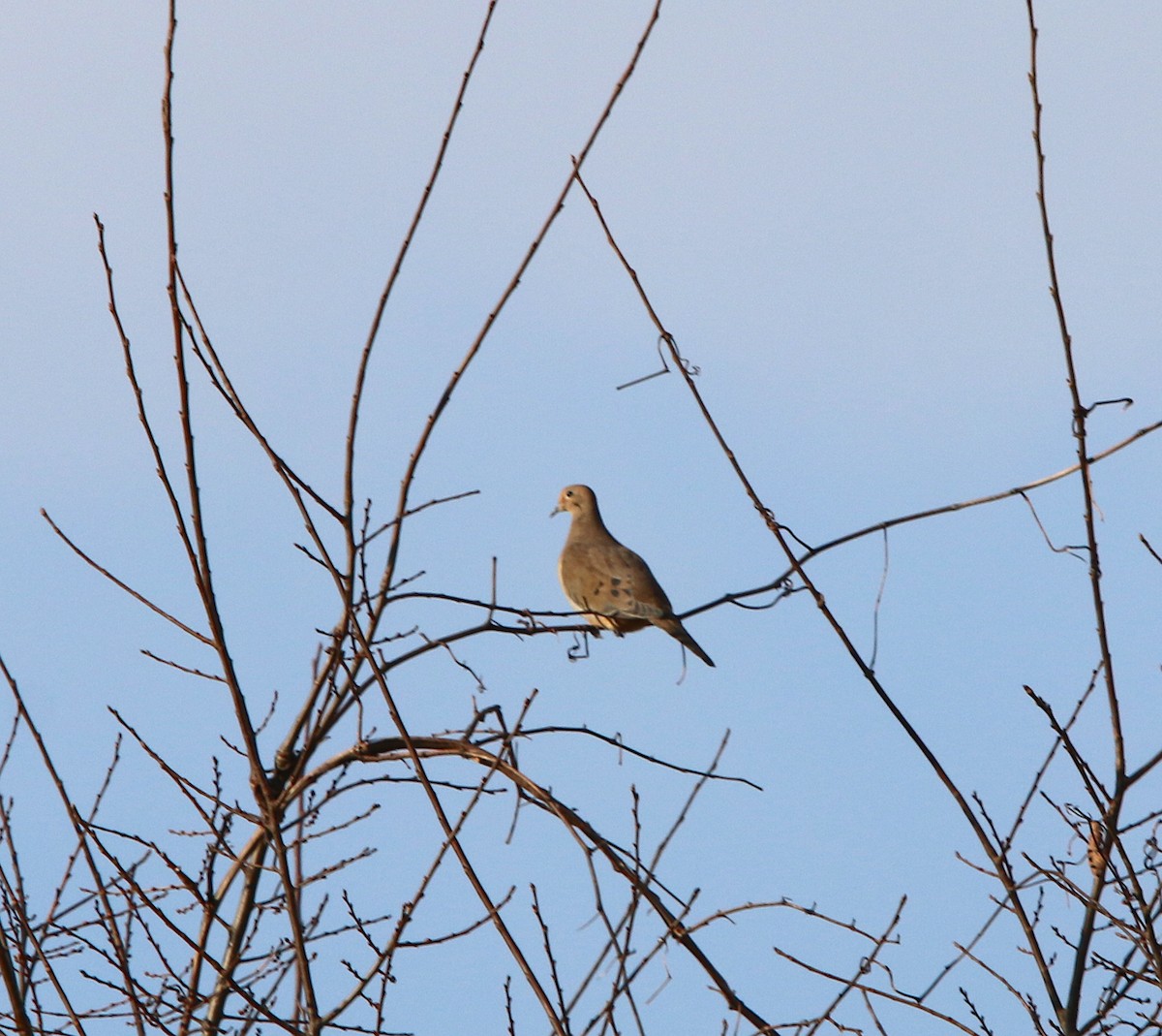 Mourning Dove - ML125917681