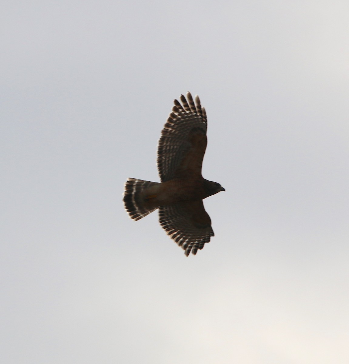 Red-shouldered Hawk - ML125917731