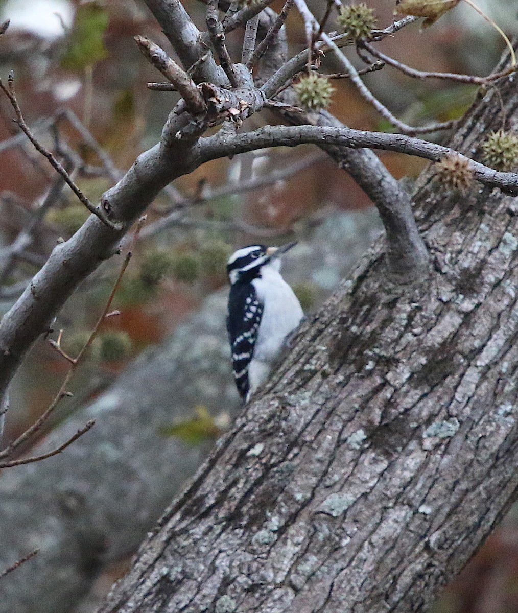 Hairy Woodpecker - ML125917771
