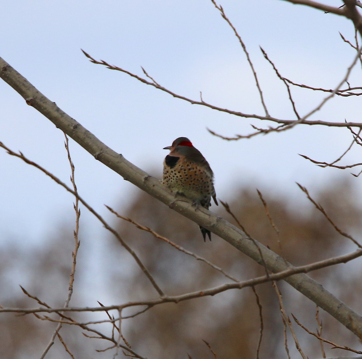 Northern Flicker - ML125917781