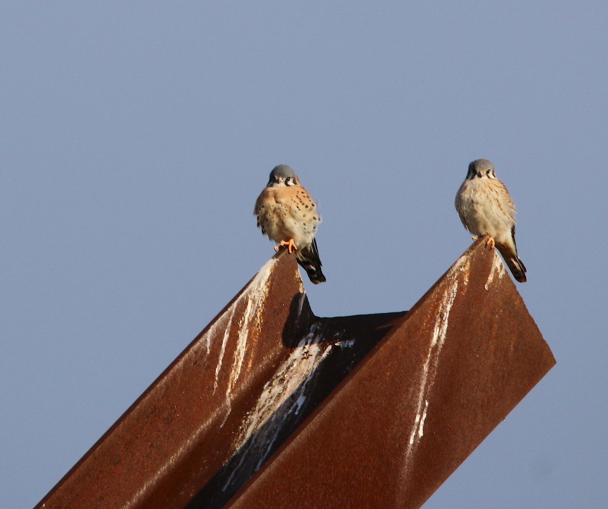 American Kestrel - ML125917931