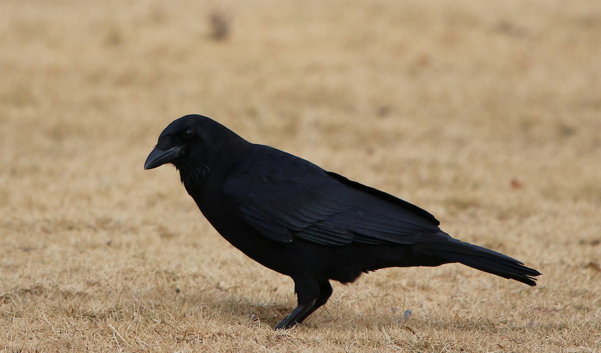 American Crow - ML125917971