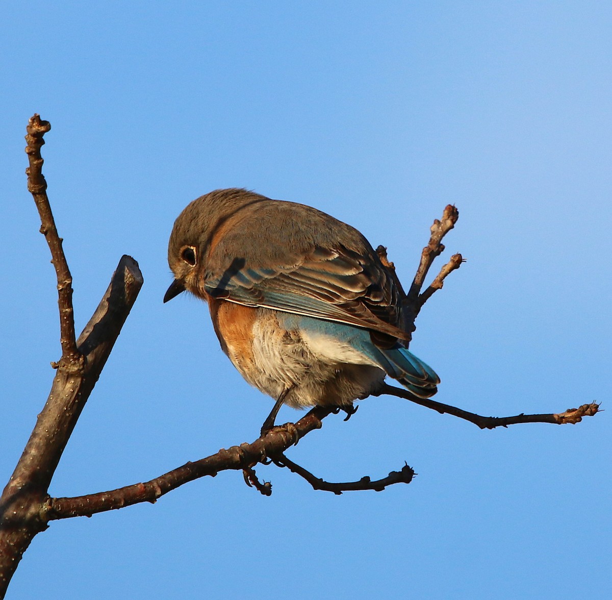 Eastern Bluebird - ML125917991
