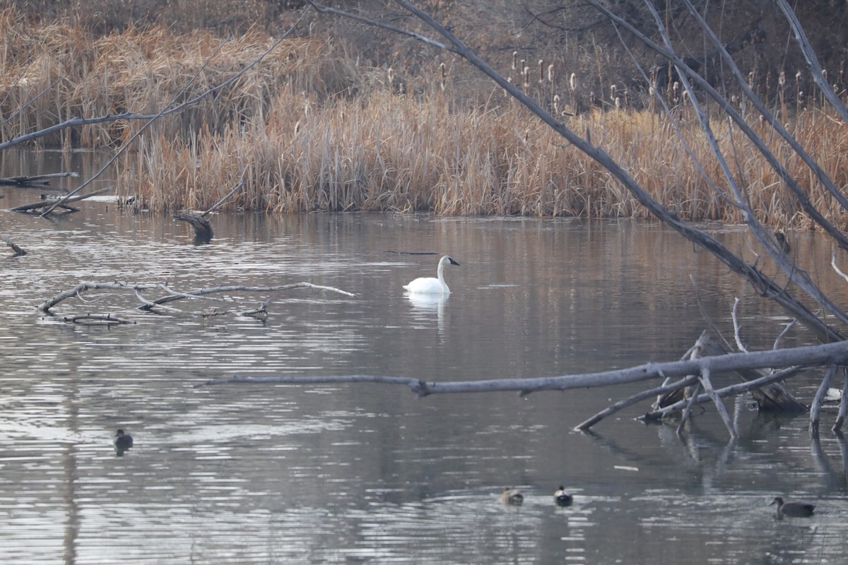 Cygne trompette - ML125918031
