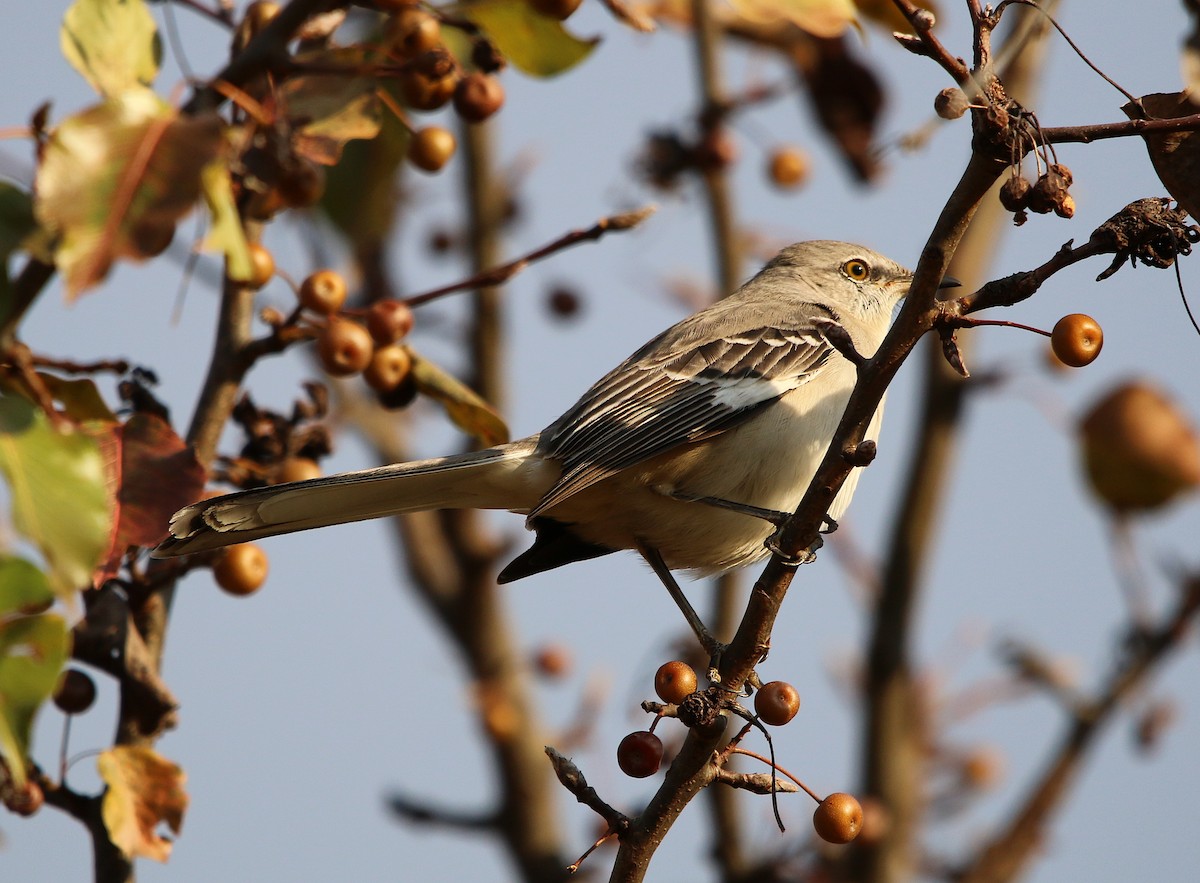 Northern Mockingbird - ML125918071