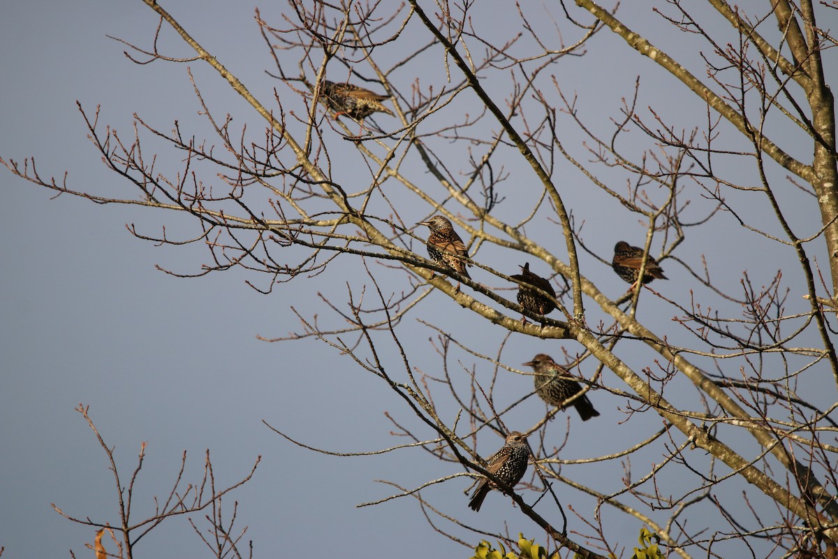 European Starling - ML125918101