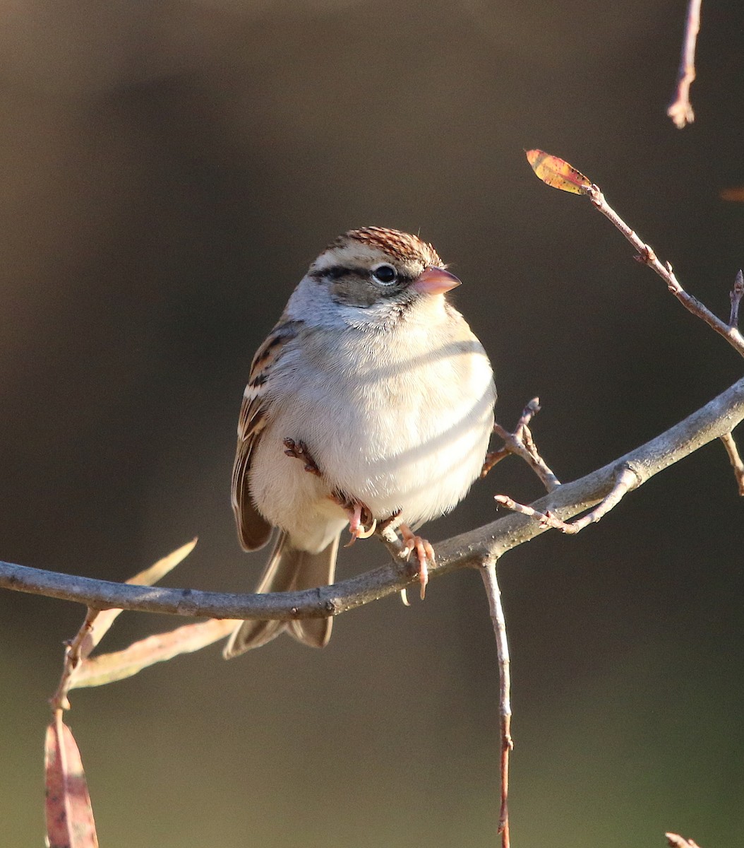 Chipping Sparrow - ML125918191