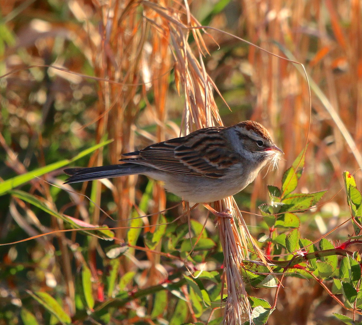 Chipping Sparrow - ML125918211
