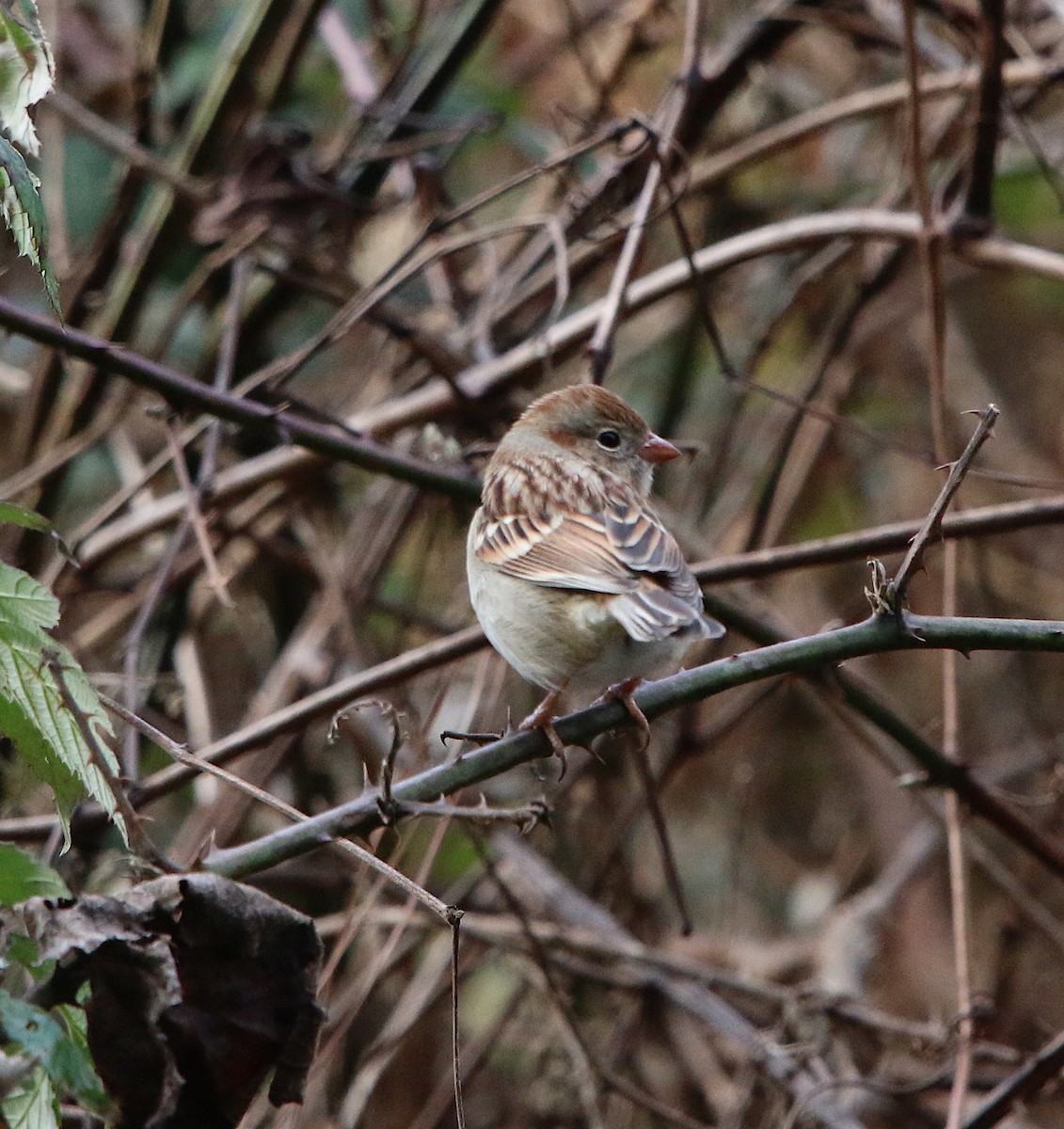 Field Sparrow - ML125918241