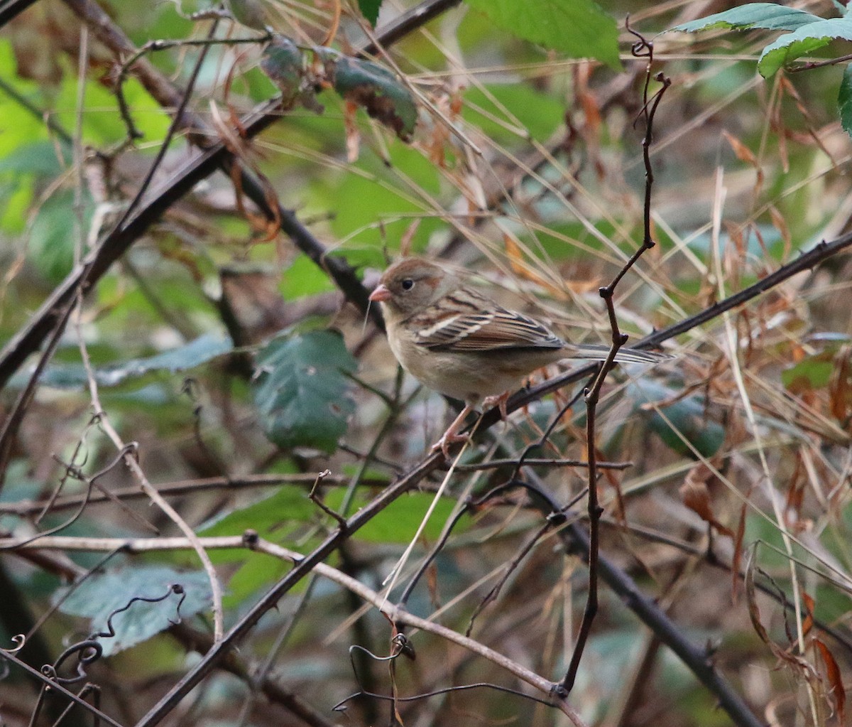 Field Sparrow - ML125918261