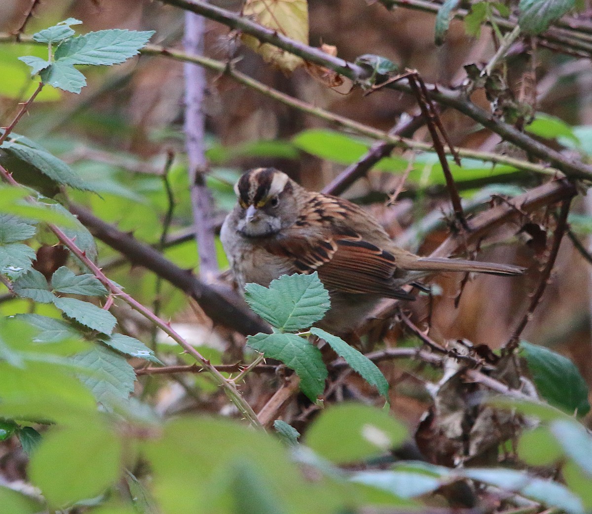 White-throated Sparrow - ML125918281