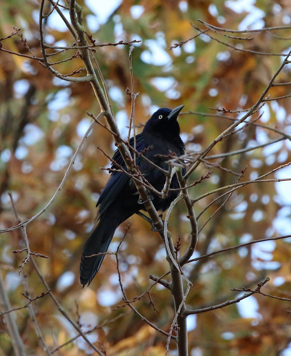 Common Grackle - ML125918331