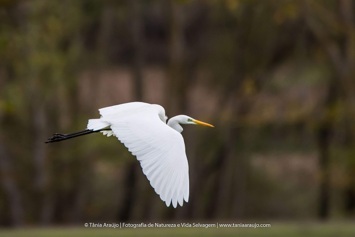 Great Egret - ML125920801