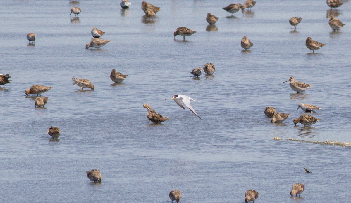 Least Tern - Nick Pulcinella