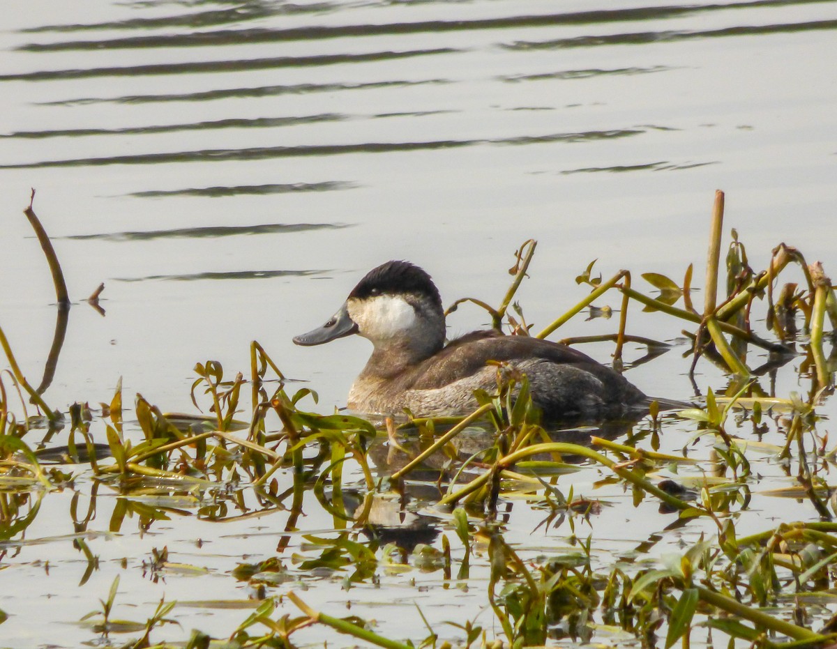 Ruddy Duck - ML125923071