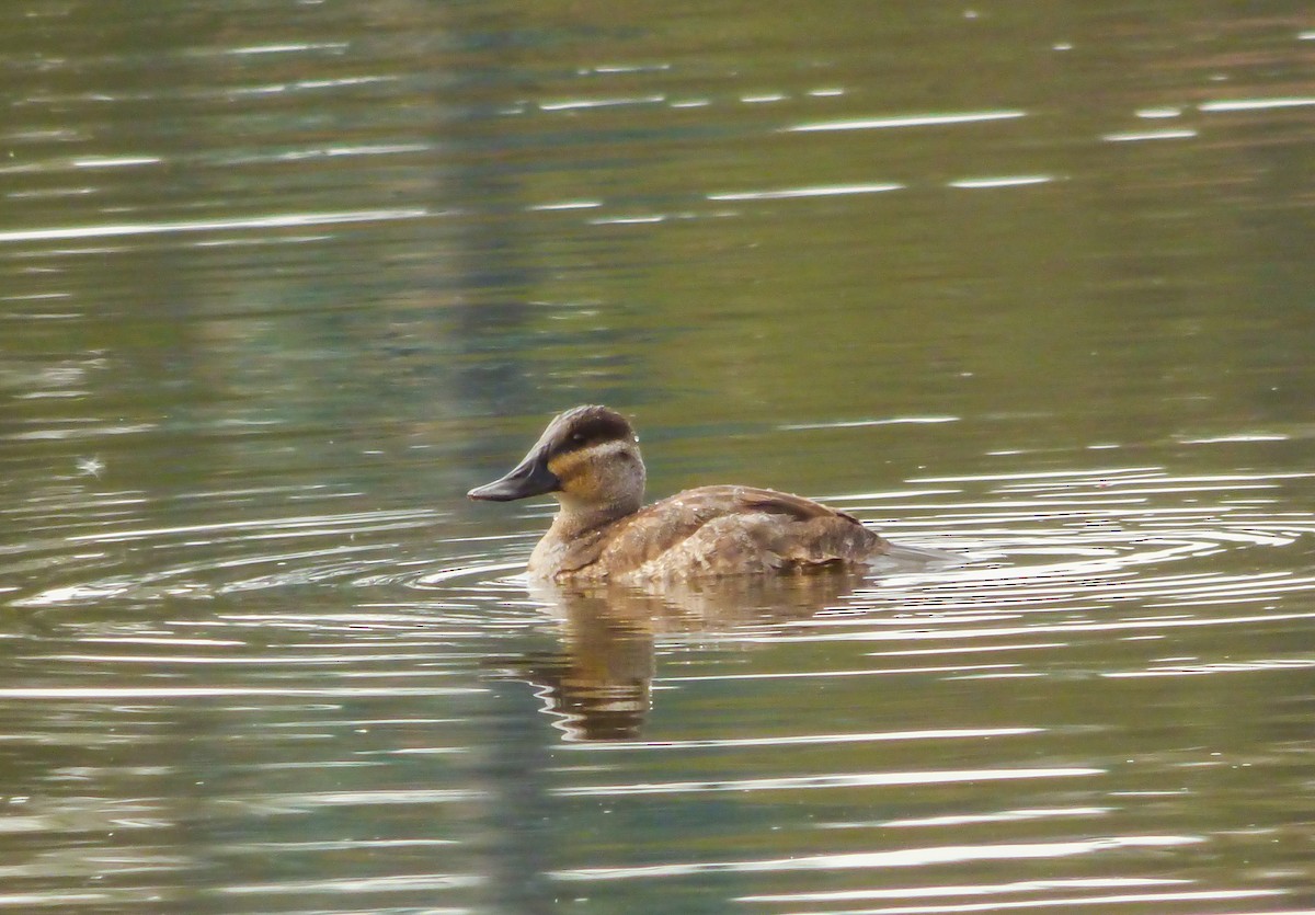 Ruddy Duck - ML125923081