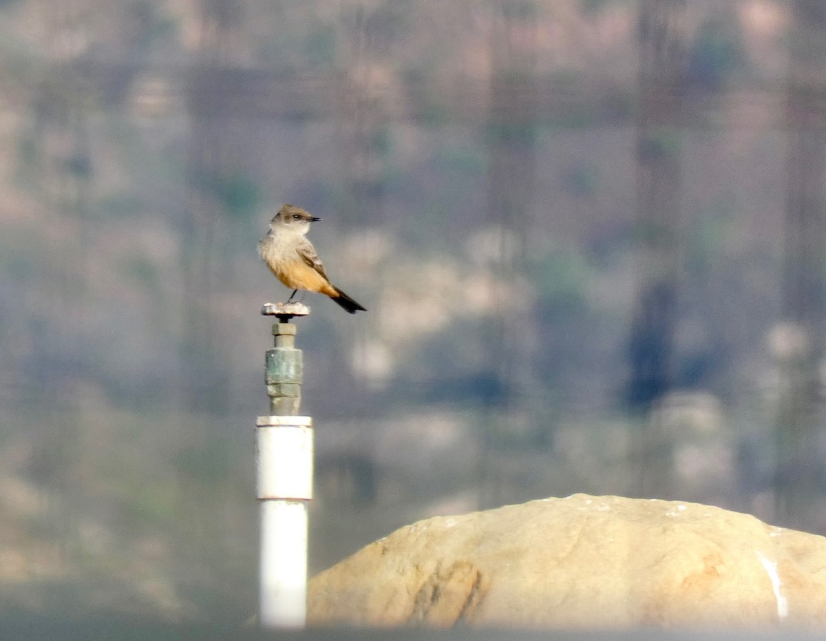 Say's Phoebe - ML125923451