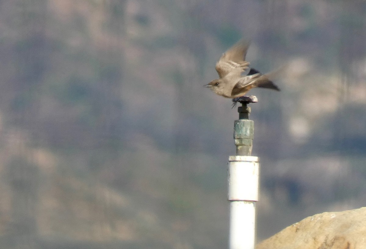 Say's Phoebe - ML125923461