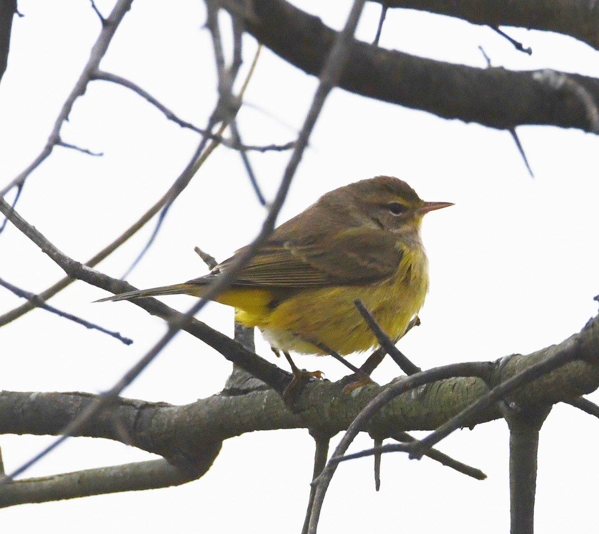 Palmiye Ötleğeni (hypochrysea) - ML125923661