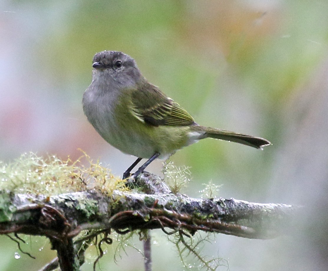 Gray-capped Tyrannulet - Charlotte Byers