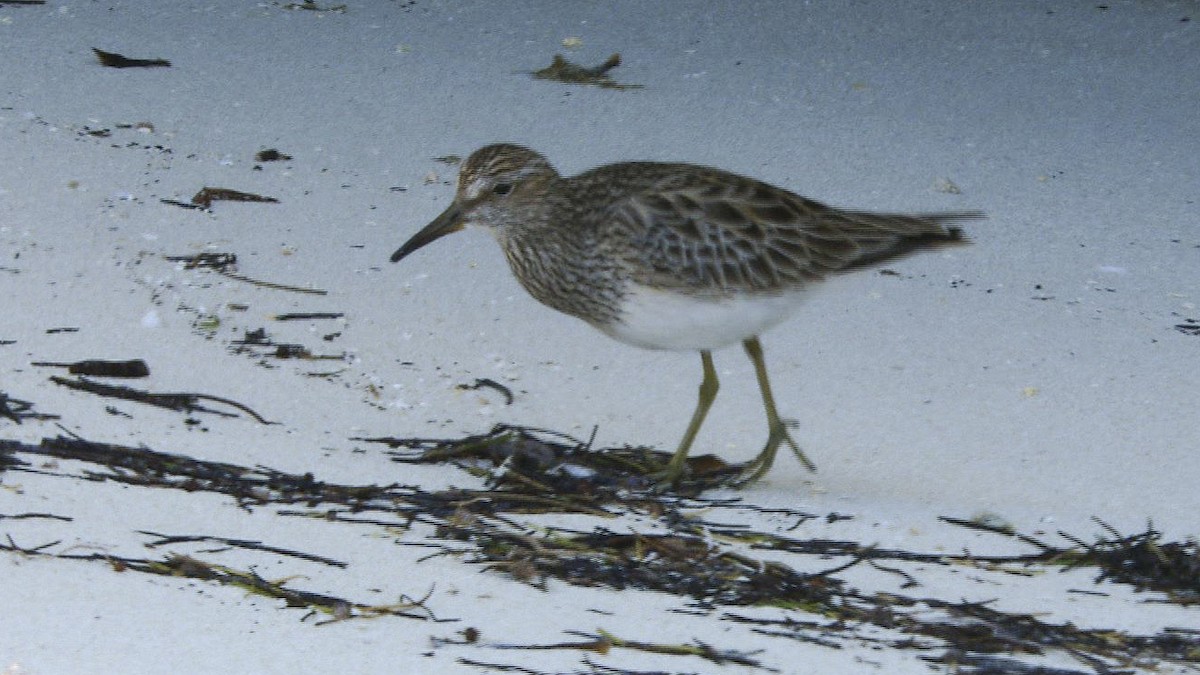 Pectoral Sandpiper - ML125924751