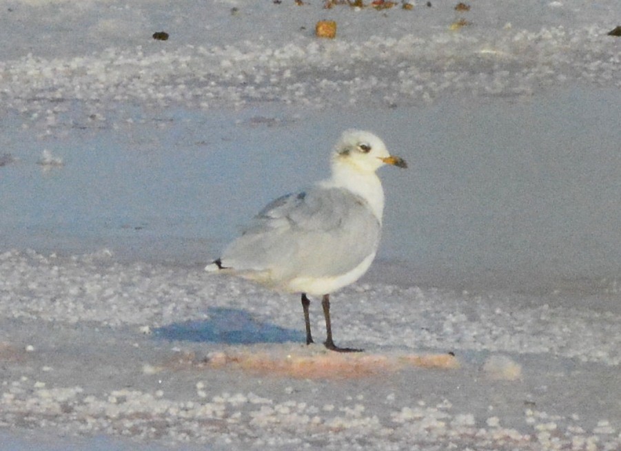 Gaviota Cabecinegra - ML125925081