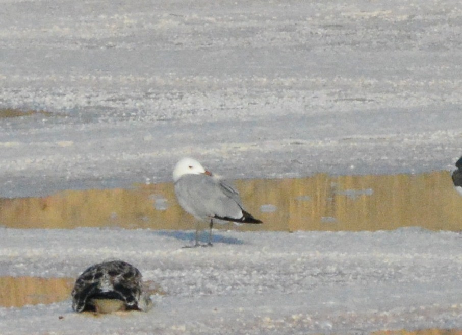 Audouin's Gull - ML125925751