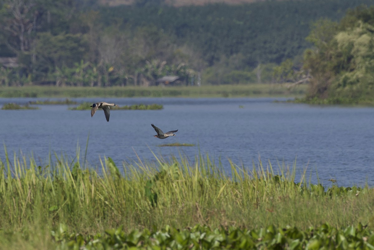 Indian Spot-billed Duck - ML125926581