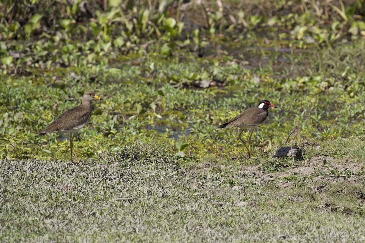 Gray-headed Lapwing - ML125927141