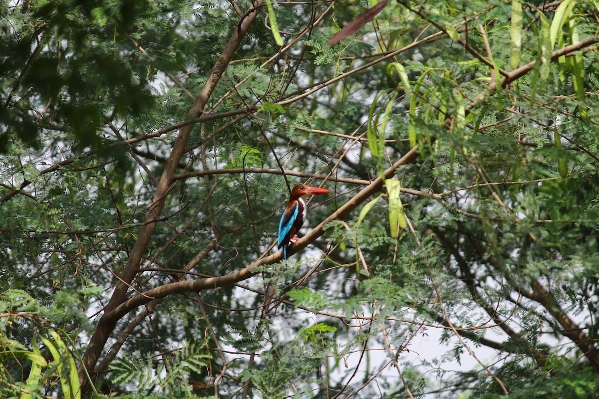White-throated Kingfisher - Karthick VS