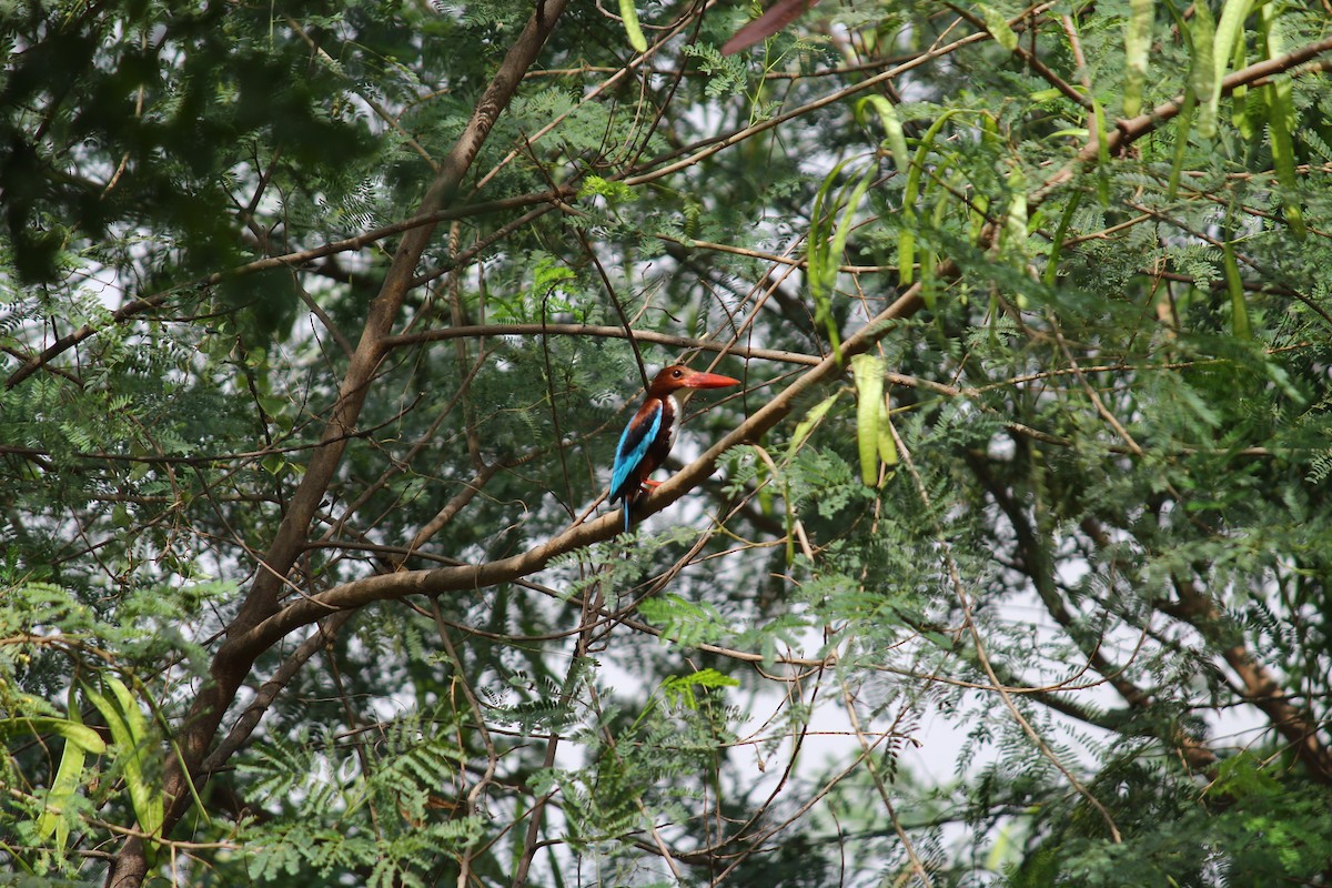 White-throated Kingfisher - Karthick VS